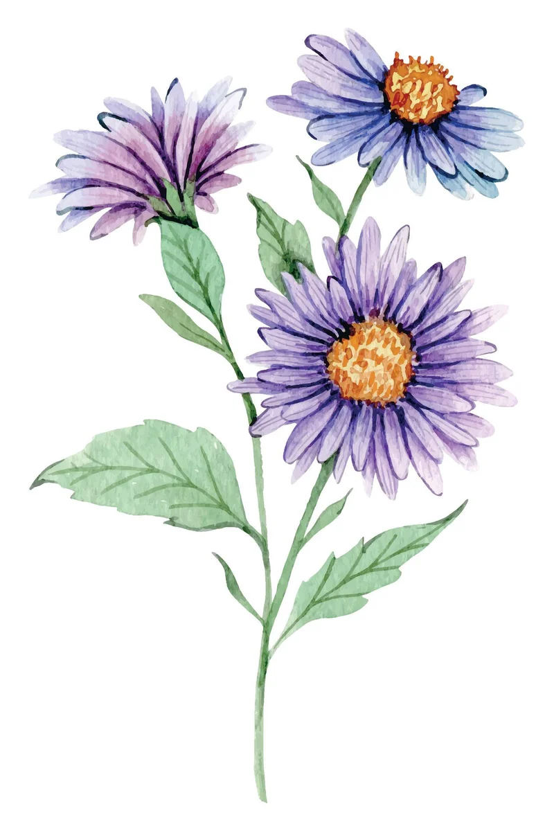 Aster's 